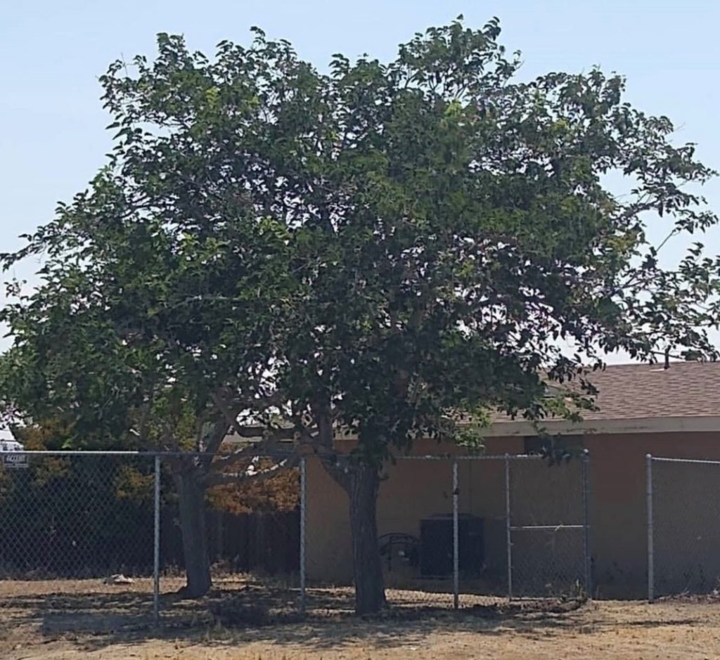 Fruitless Mulberry Tree Properly Trimmed To ISA Standards