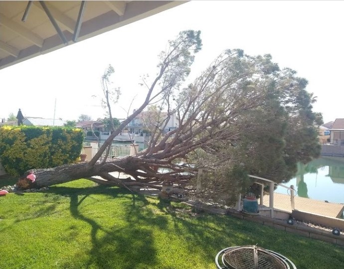 Pine Tree Knocked Down By Wind. Emergency Tree Removal Early AM