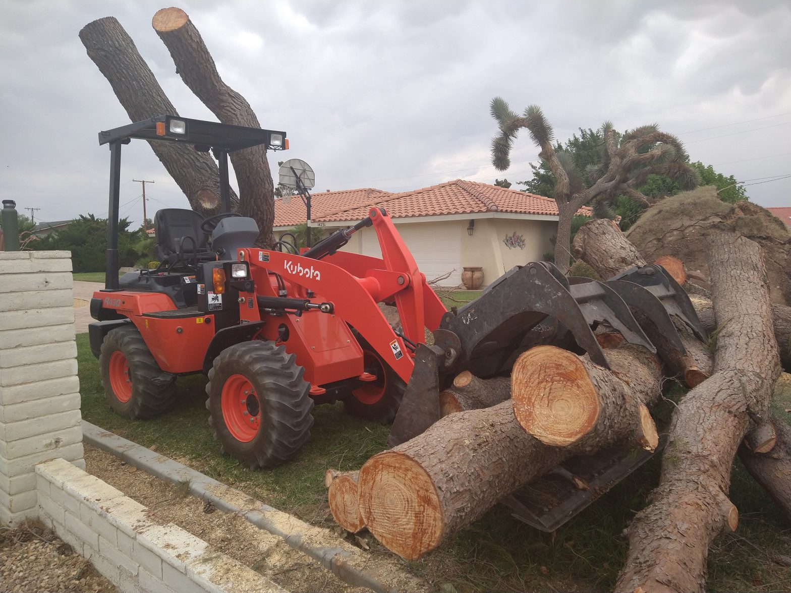 Big Tree Removal Job And All Stumps Were Removed Too