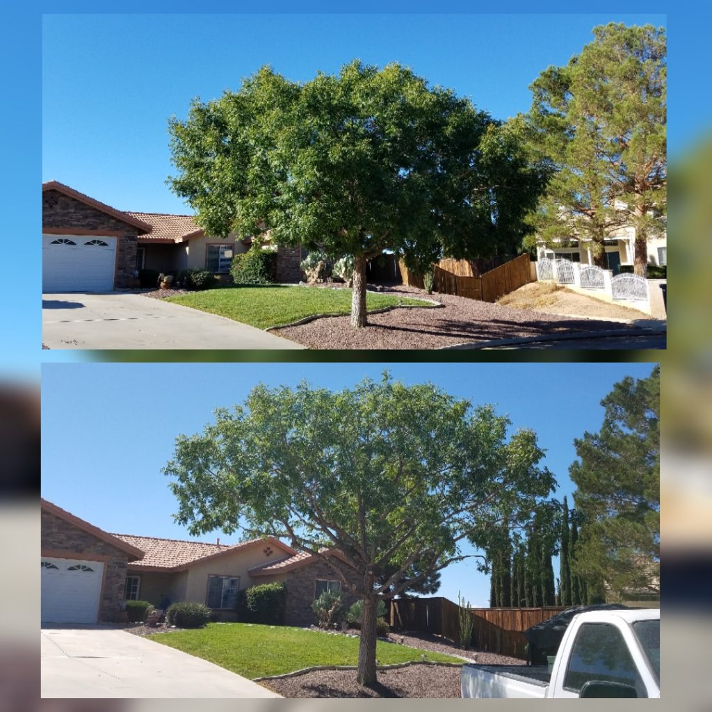 Before & After Picture Of Tree Trimming